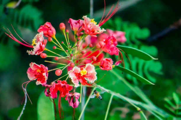 istock Close-up of a Peacock flower (Caesalpinia pulcherrima) 1785822614