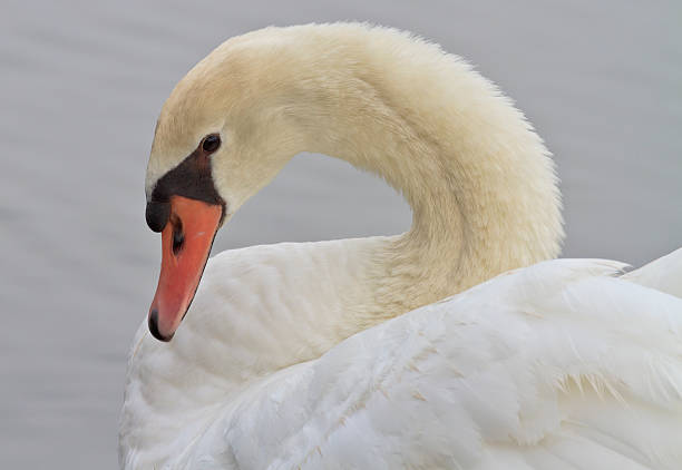 istock Beautiful White Swan Swimming 178582290