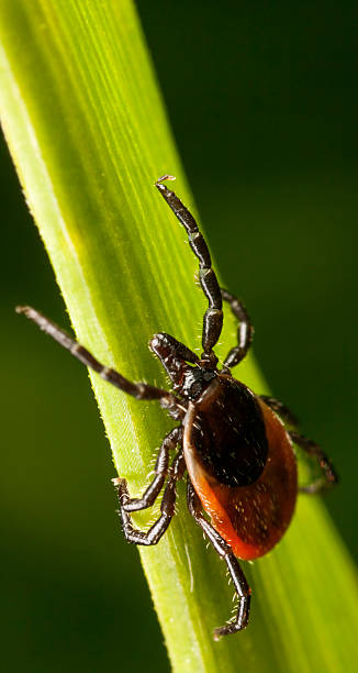 istock Red backed tick on a plant 178582296