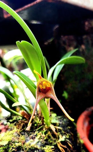Orquídeas Ecuador