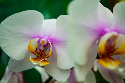 White and purple orchids (phalaenopsis)