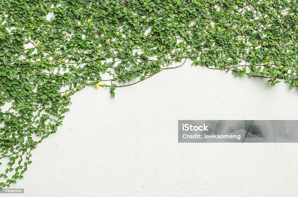 ivy 葉の壁 - つる性植物のロイヤリティフリーストックフォト