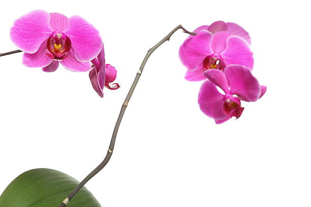 istock Phalaenopsis. Purple orchid on white background 178582910