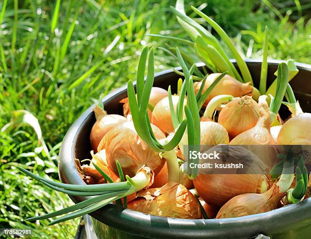 Sprouting Onions In A Bucket Stock Photo - Download Image Now - Agriculture, Botany, Bucket