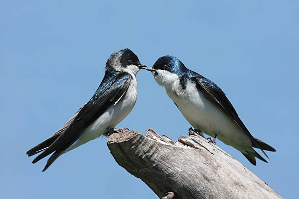 istock Pair of Tree Swallows on a stump 178583124