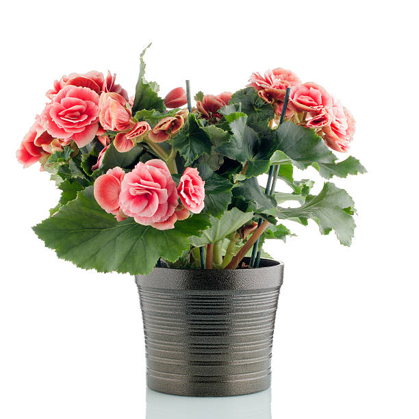 istock Pink begonia plant 178583228