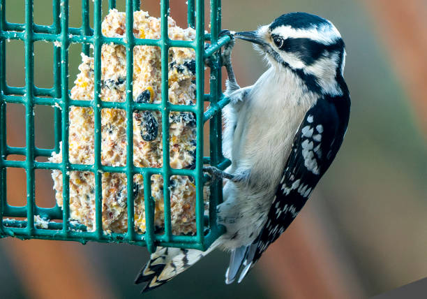 istock Woodpecker on the suet feeder 1785834622
