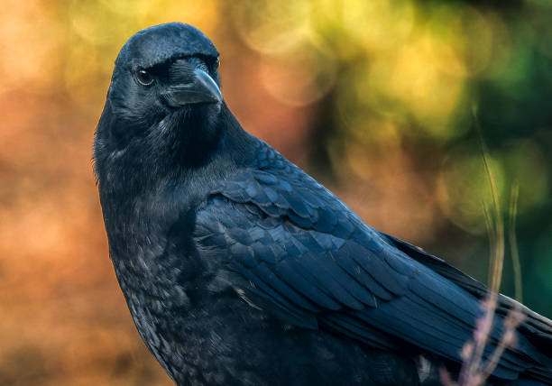 istock A large Black Bird chirping loudly on a utility cable 1785834631