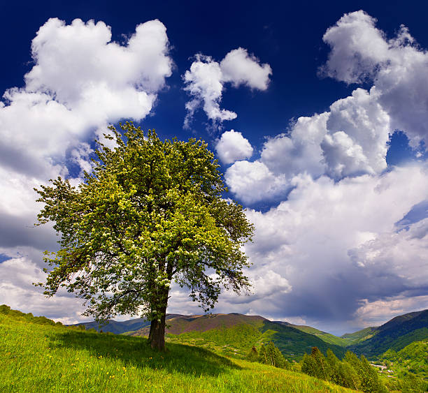 Flowering pear tree in the mountains