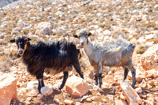 Free roaming goats on a rocky cliff at Kythnos, Greece