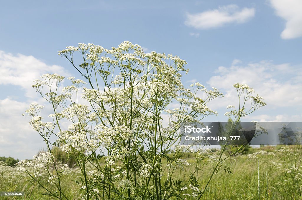 Magnifiques fleurs Cerfeuil sur la belle Prairie et ciel bleu en toile de fond - Photo de Arbre en fleurs libre de droits