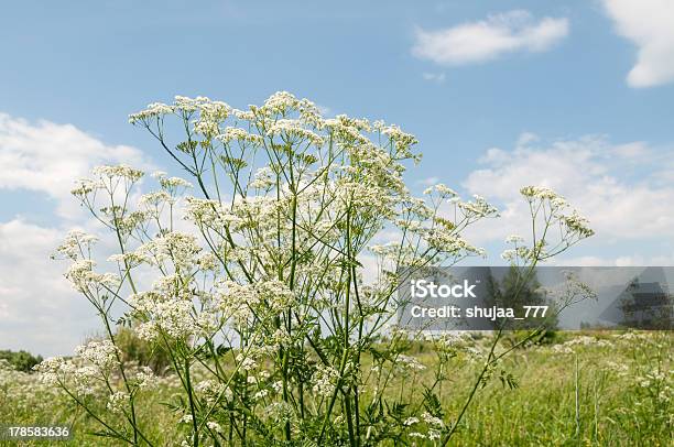 Photo libre de droit de Magnifiques Fleurs Cerfeuil Sur La Belle Prairie Et Ciel Bleu En Toile De Fond banque d'images et plus d'images libres de droit de Arbre en fleurs