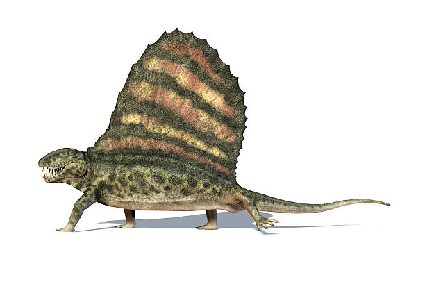istock Dimetrodon dinosaur. On white background with shadow and clipping path. 178583890