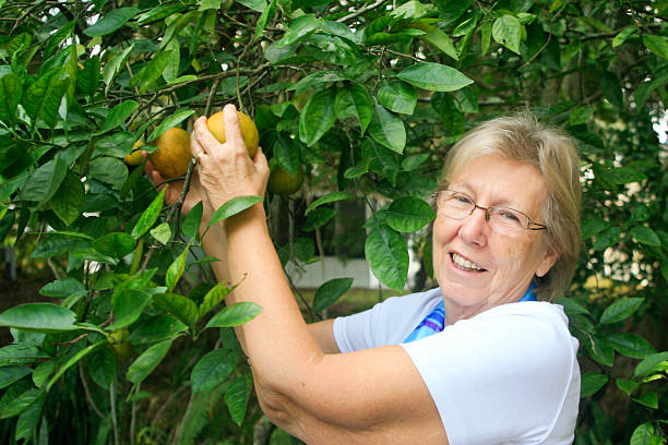 A senior woman is picking oranges in a friend's back garden in Sun and Fun Resort, Sarasota, Florida, USA