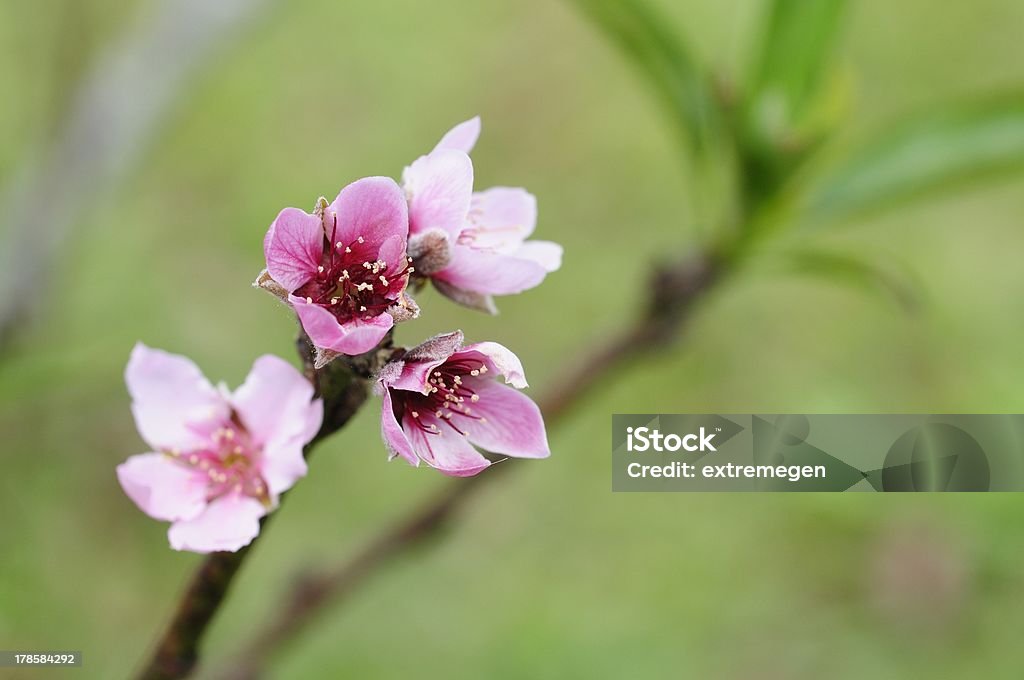 Fiore di pesca - Foto stock royalty-free di Albero