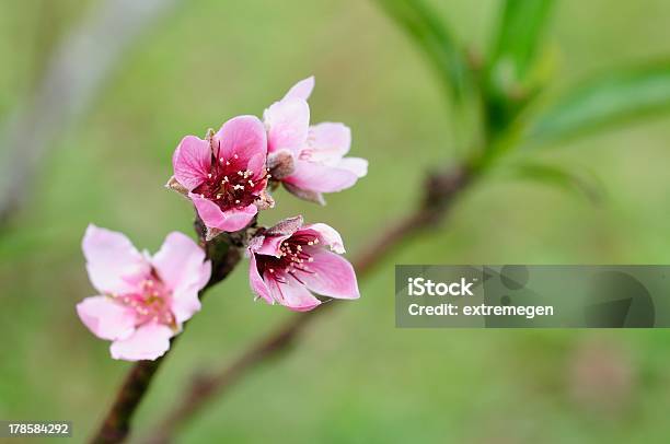 Fiore Di Pesca - Fotografie stock e altre immagini di Albero - Albero, Ambientazione esterna, Ape