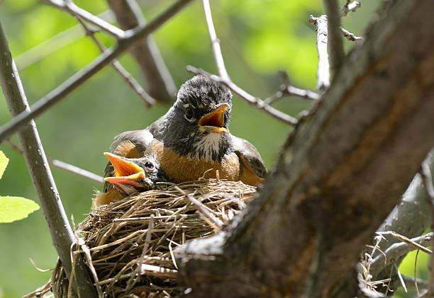 istock Mother Robin and Baby 178584360