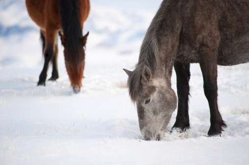 Domestic horses in winter pasture in the mountains