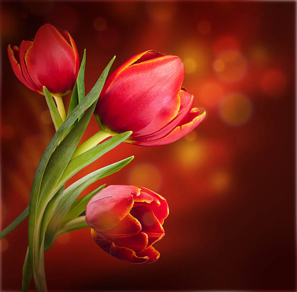 istock Bouquet of red tulips 178584716