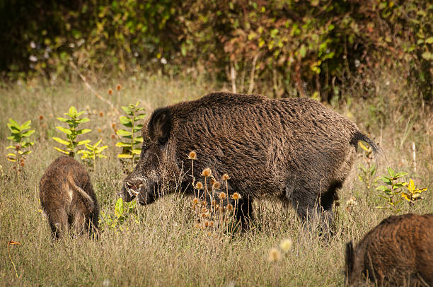 istock Wild boar family 178584724