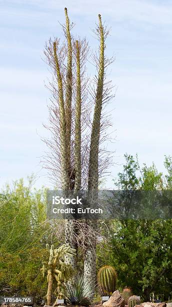Boojum Tree - zdjęcia stockowe i więcej obrazów Bez ludzi - Bez ludzi, Biały, Boojum Kaktus