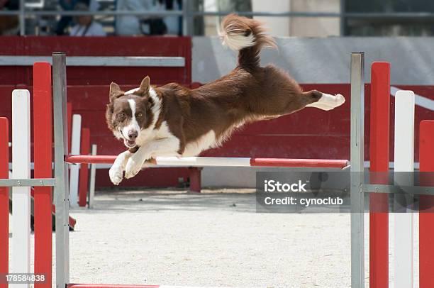 Foto de Saltar Collie Border e mais fotos de stock de Agilidade - Agilidade, Animal, Animal de estimação