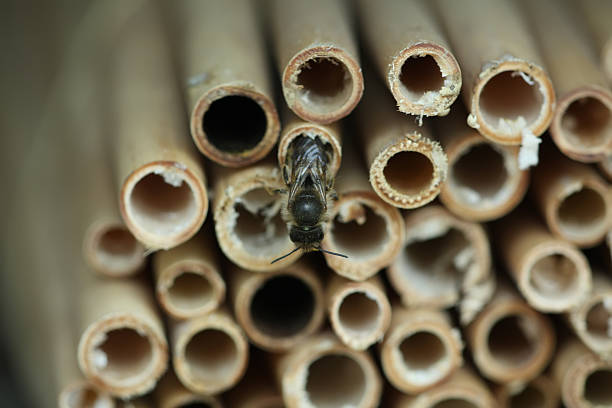 istock closeup of bee in the bamboo pipe 178585023