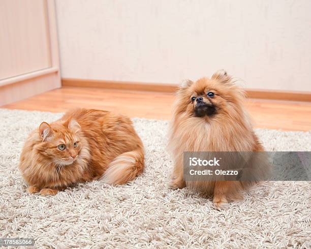 Pomeranio Perro Y Gato Rojo En La Alfombra De Estar Foto de stock y más banco de imágenes de Gato doméstico