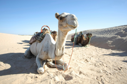 Douz, Kebili, Tunisia - September 17, 2012 : Beduins leading tourists on camels at the Sahara desert. Camels are resting during break time on September 17, 2012 in Douz, Kebili, Tunisia