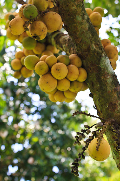 istock Longkong fruits closeup on the tree in orchard 178585196
