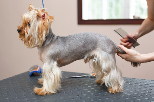 Professional pet grooming service in a vet clinic