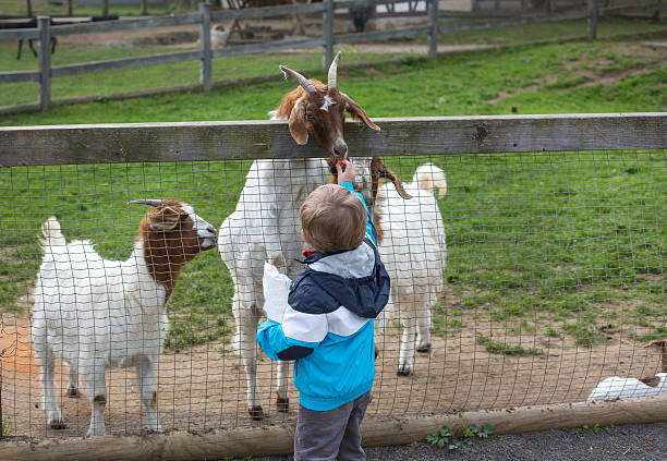 istock Little toddler boy feeding animals in zoo 178585540
