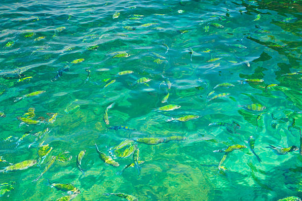 istock Group of fishes swimming underwater 178585548