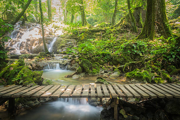 sanang manora 워터풀, phang nga, 태국 - tropical rainforest thailand root waterfall 뉴스 사진 이미지