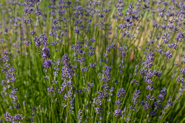 istock Natural background from branches of blooming lavender 1785855530