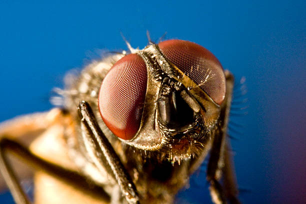 taon avec fond noir et de grands yeux à facettes - fly housefly ugliness unhygienic photos et images de collection