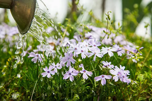 A watering can as it waters a patch of Phlox.