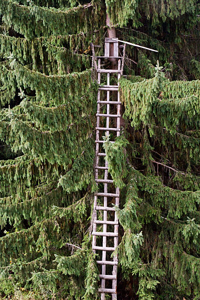 hunting habitat with high ladder