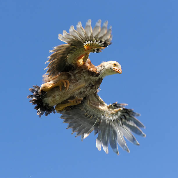 istock Young Chicken Flying in the Sky with Wings Spread 178586051