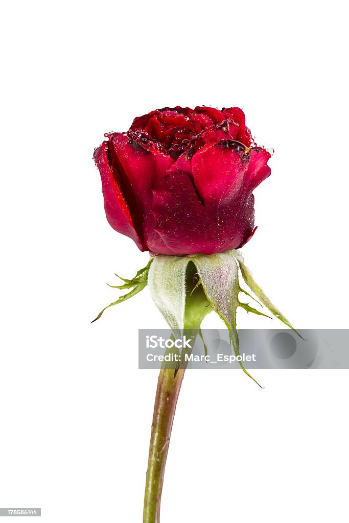 rose rouge sombre (Tracé de détourage) - Photo de Amour libre de droits