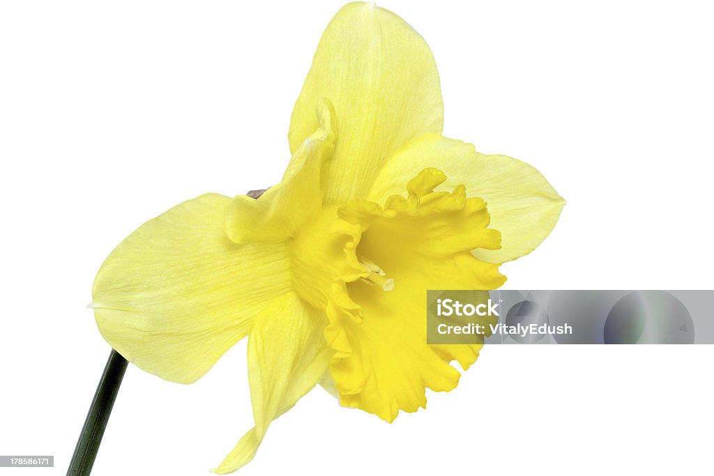 Красивая Весна Один цветок: Желтый narcissus (Нарцисс) - Стоковые фото Апрель роялти-фри