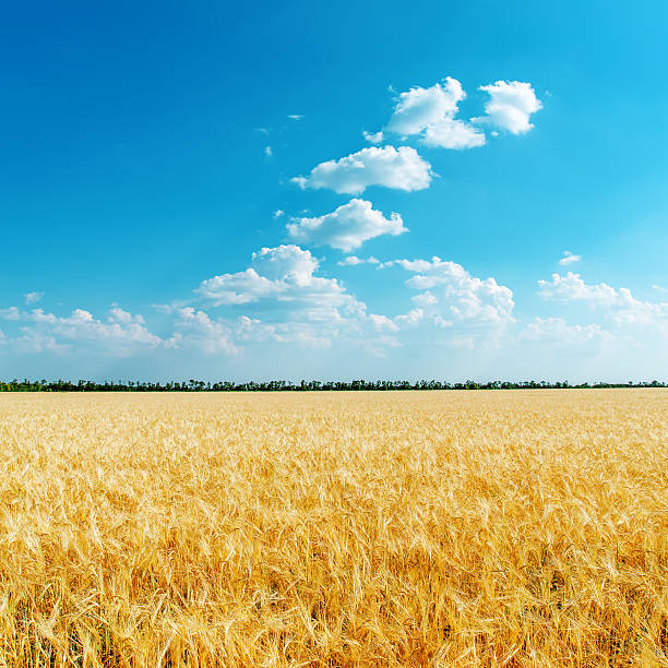 istock golden wheat field and blue sky with clouds 178586223