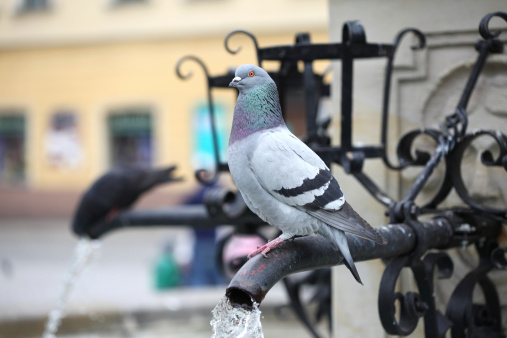 Wild pigeon  standing on the fountain.