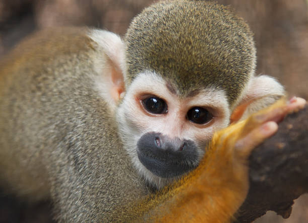 istock portrait of squirel Monkey ;Saimiri sciureus 178586507