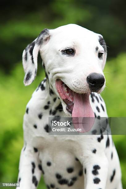 Gorgeous Dalmatian Puppy In The Garden Stock Photo - Download Image Now - Alertness, Animal, Animals Hunting