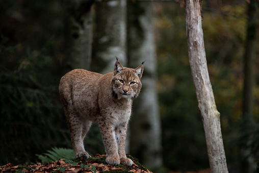 Siberian lynx sits beside pine tree and looks aside