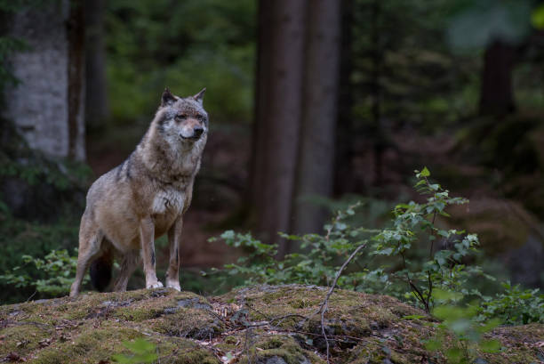 istock Wolf is in Bayerischer Wald National Park, Germany 1785866754