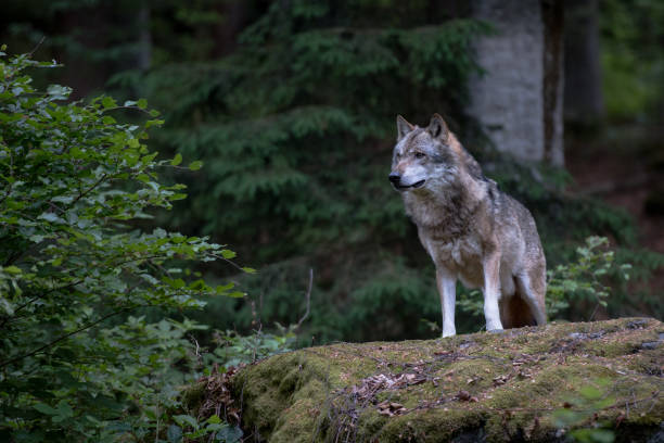 istock Wolf is in Bayerischer Wald National Park, Germany 1785866755