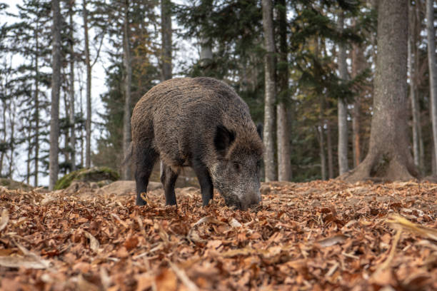 istock Boar in the Bavarian Forest 1785867299