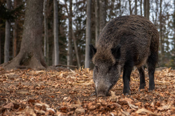 istock Boar is in the Bavarian Forest 1785867319